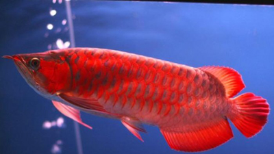 Kementerian Perikanan Tetapkan 20 Jenis Ikan yang Dilindungi, Termasuk Arwana